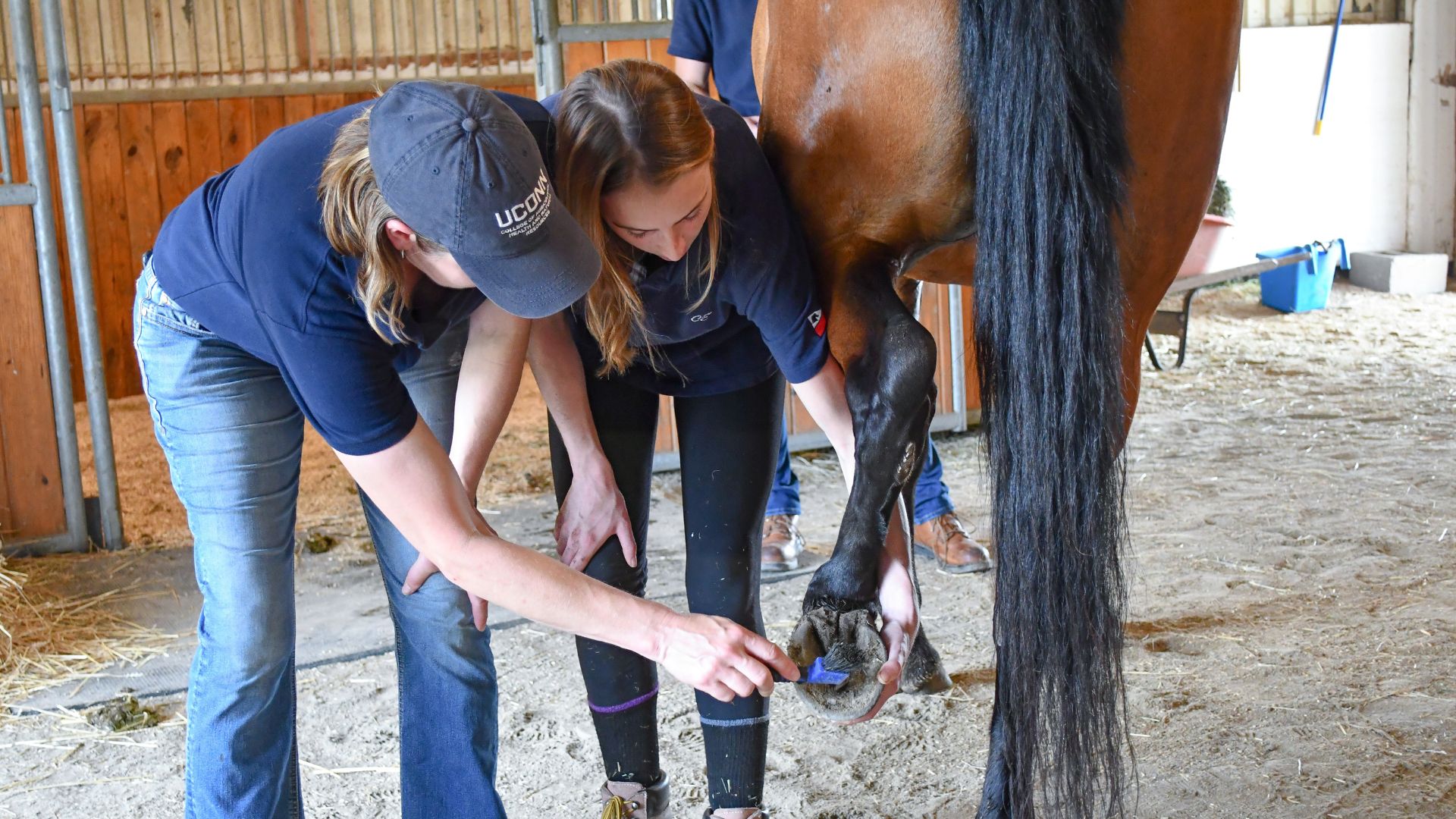 Two women working together to clean a horse hoof.