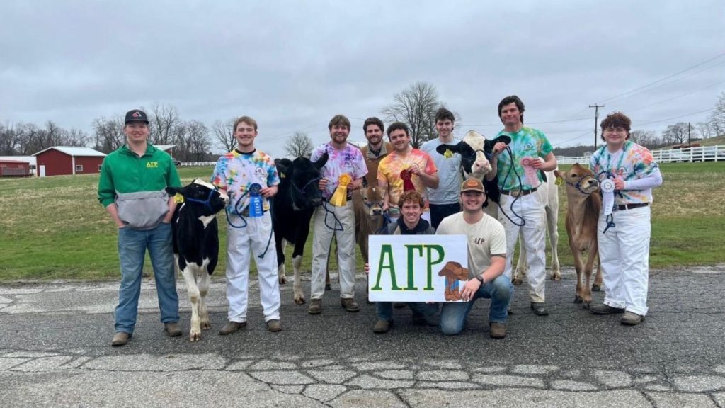 A group of young men standing with cows outside.
