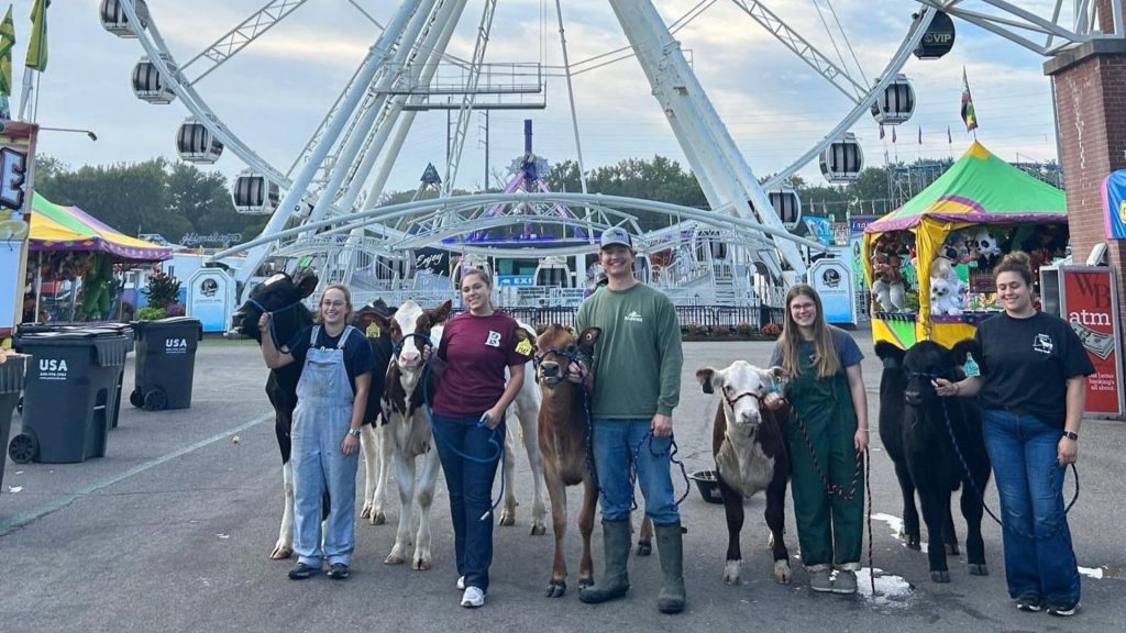 Students stand alongside cows at a carnival