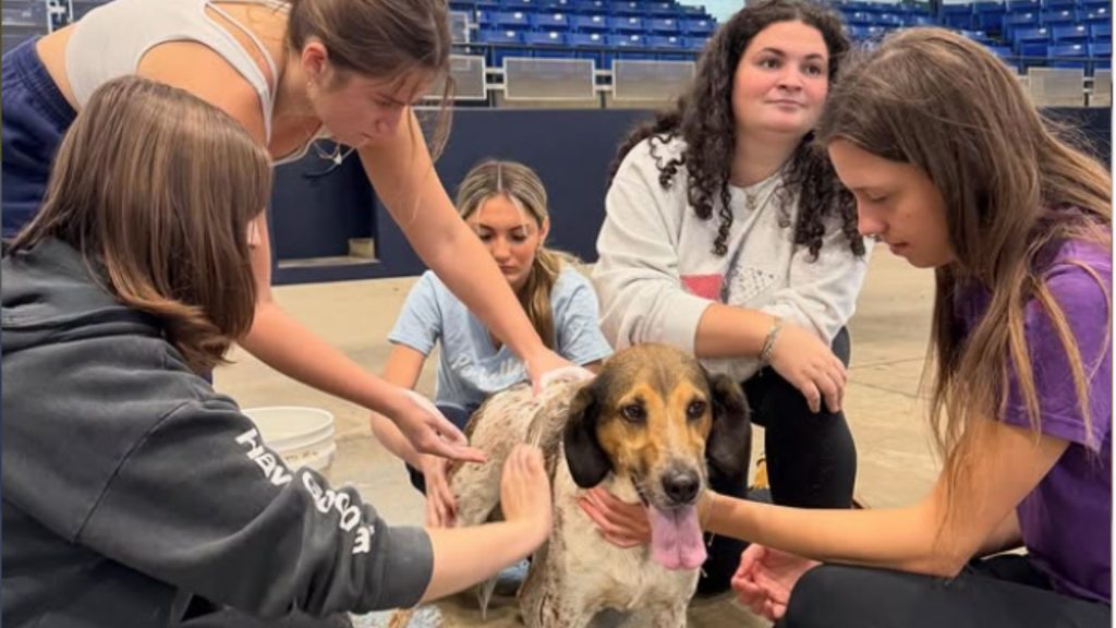 A group of female students wash a dog inside of an arena.