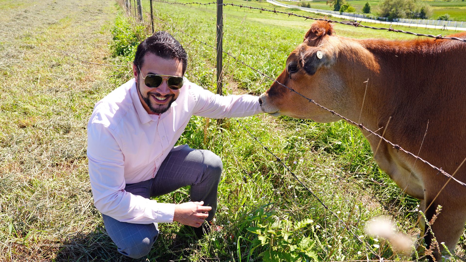 A man in sunglasses petting a cow