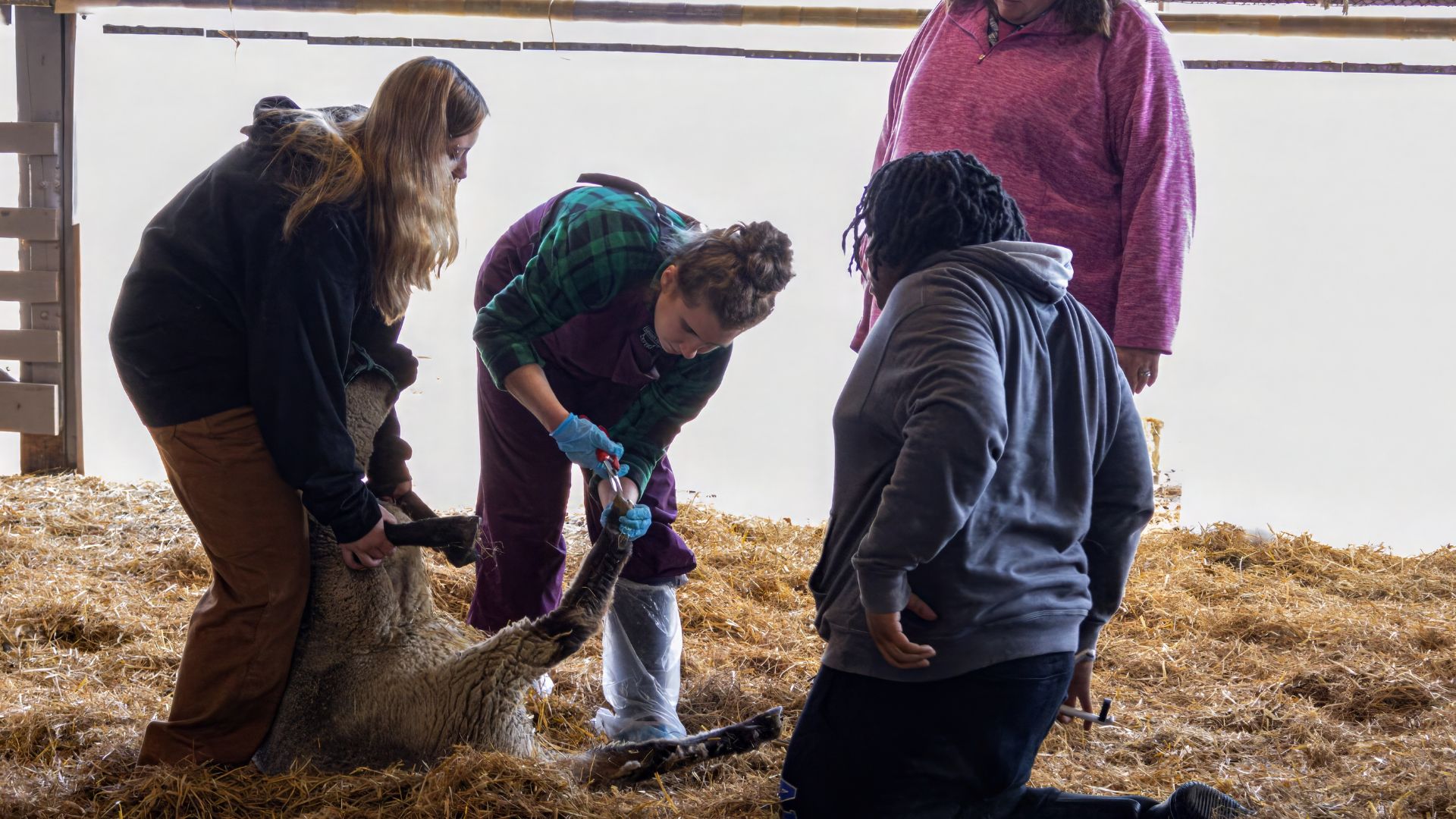 A woman clipping a sheep hoove inside of a barn
