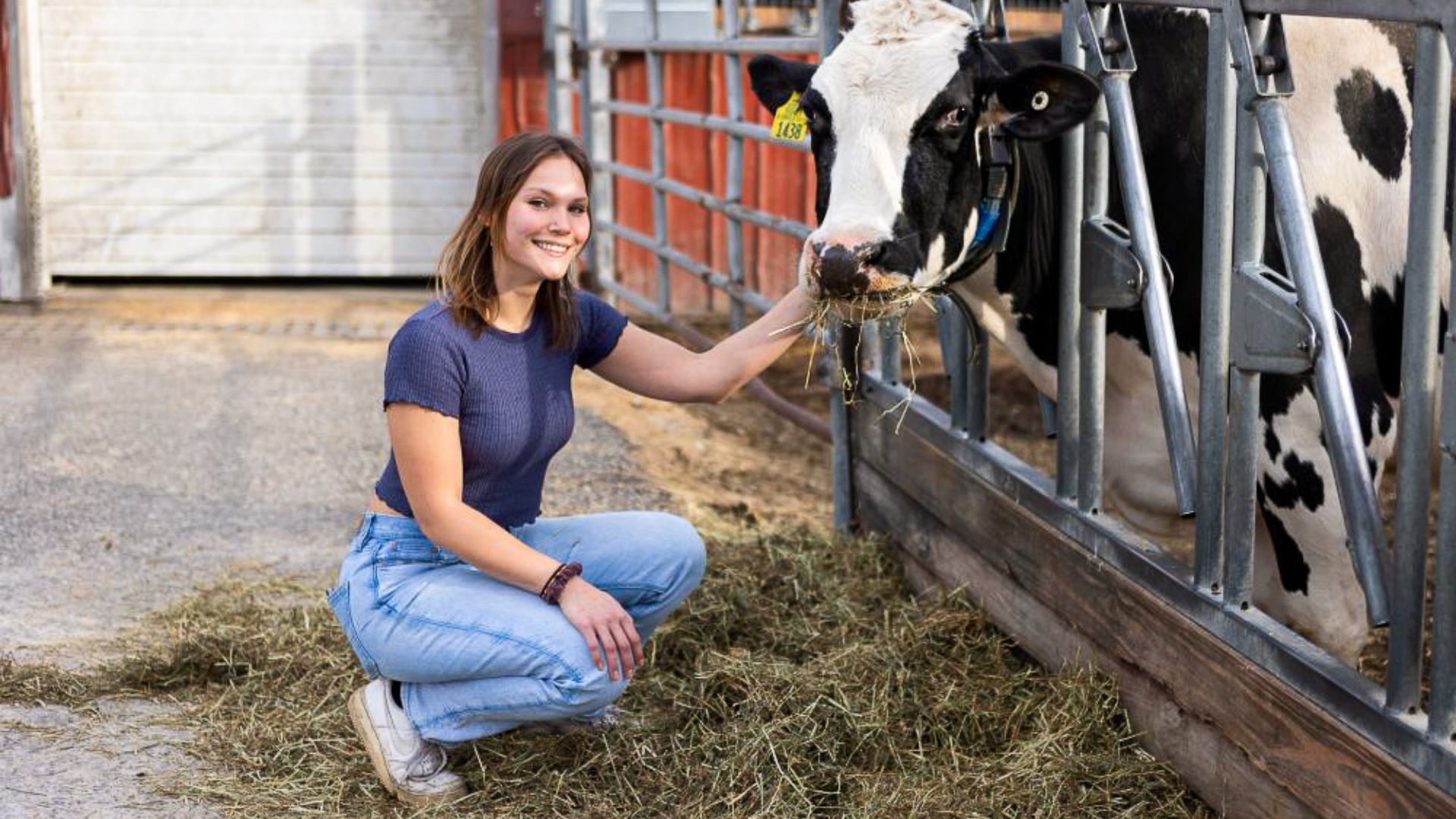 A woman kneeling beside a cow